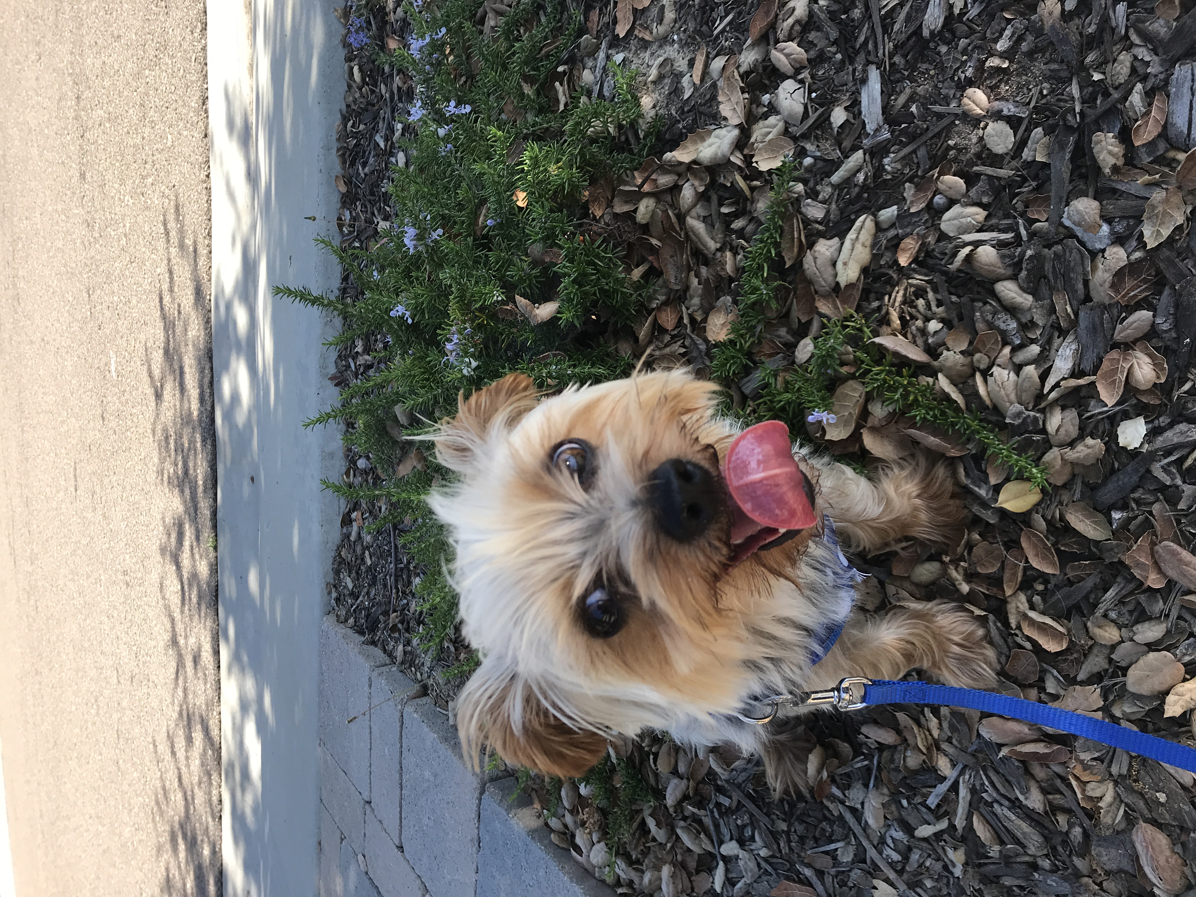 cute picture my Yorkie dog, Teddie on a walk