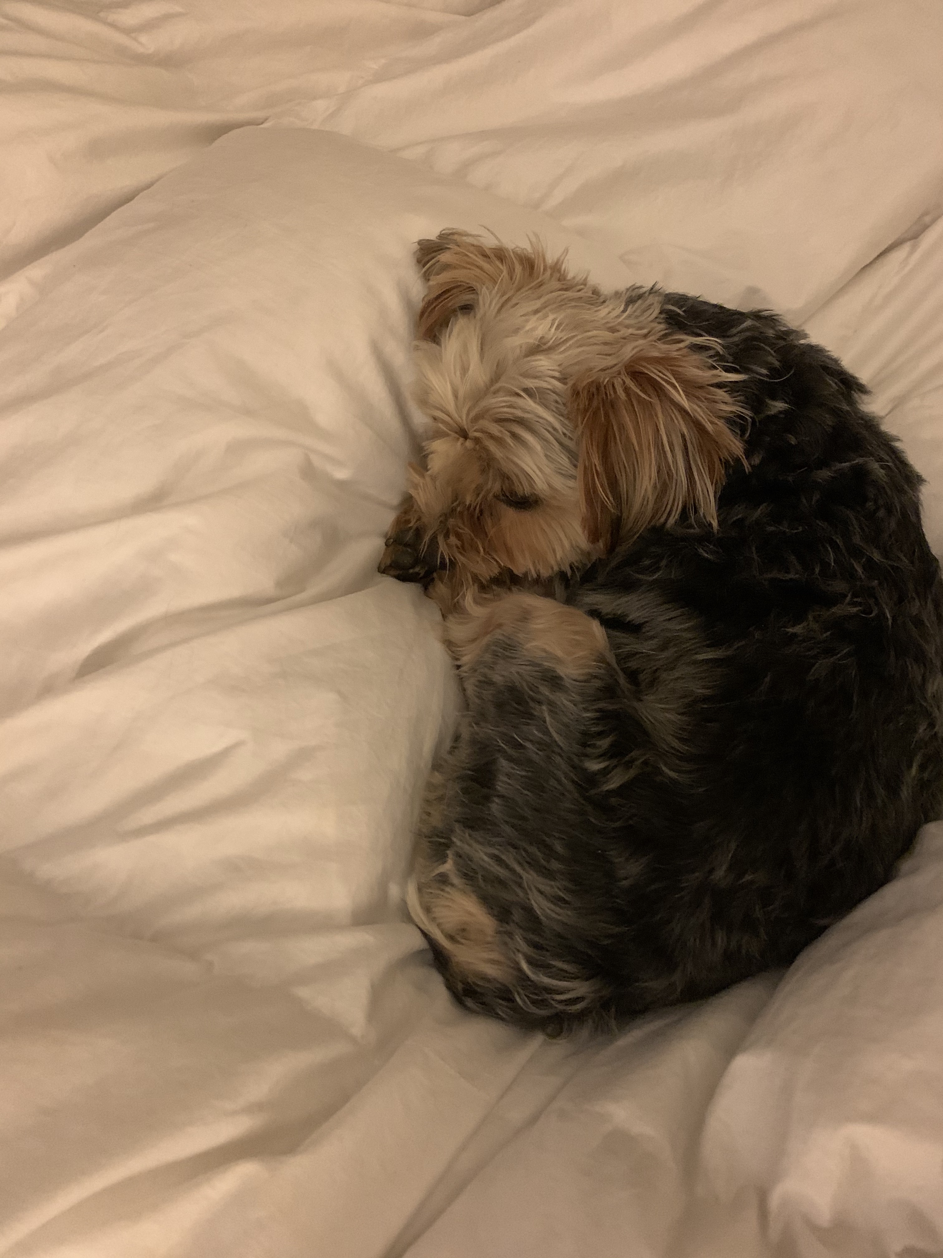 cute picture my Yorkie dog, Teddie curled up in bed