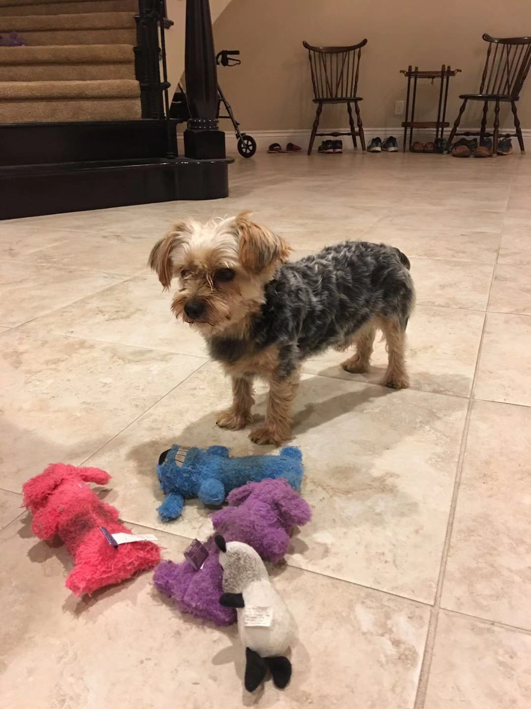 cute picture my Yorkie dog, Teddie with his toys